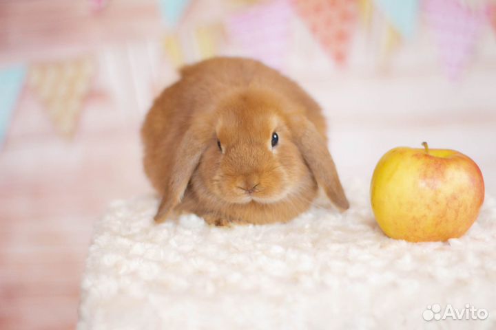 Найтем, минилоп, самец