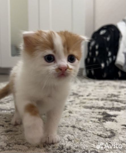 Котик рыжий вислоухий