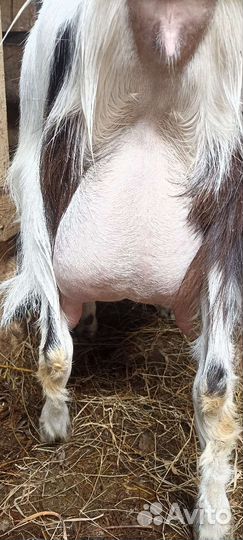 Козлята 3мес