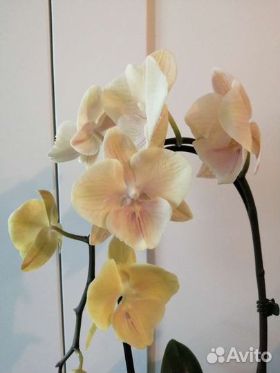 Орхидея фаленопсис