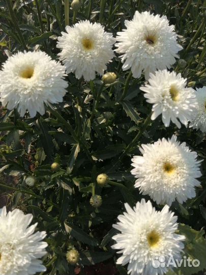 Махровая ромашка 