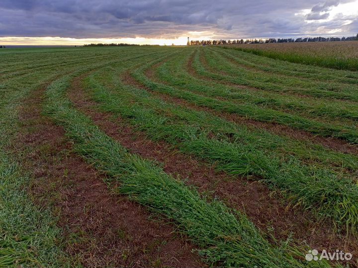 Сено в рулонах разнотравье, люцерна, костер