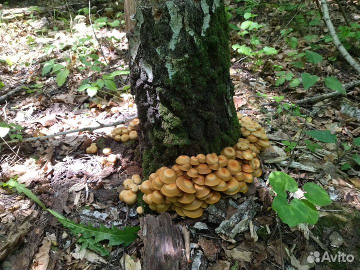 Свежие грибы прямо из леса с доставкой