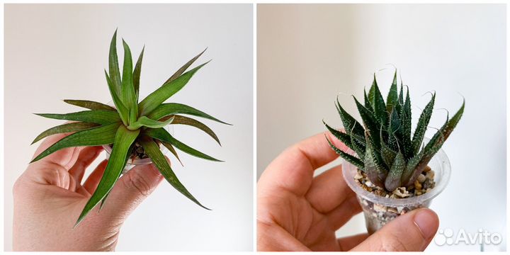 Суккуленты ч.1