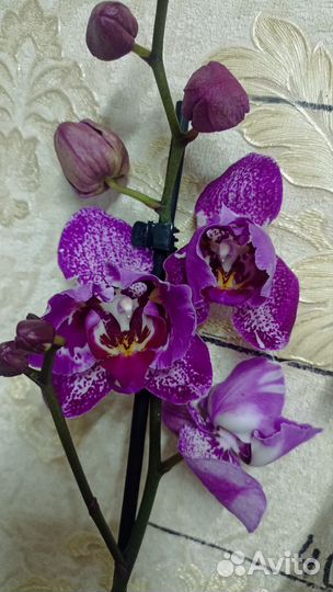 Орхидея Пелорик Binti