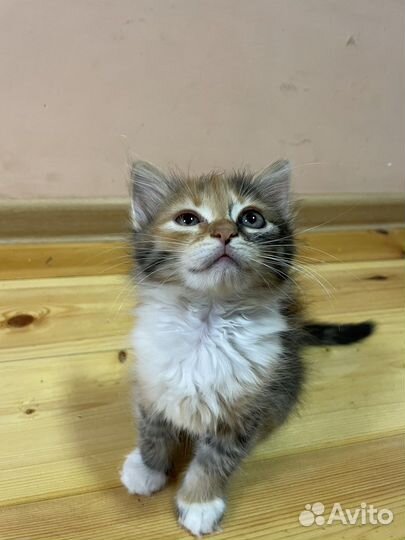 Кошка в дар бесплатно котенок