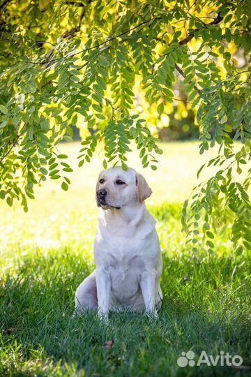 Черная девочка лабрадор