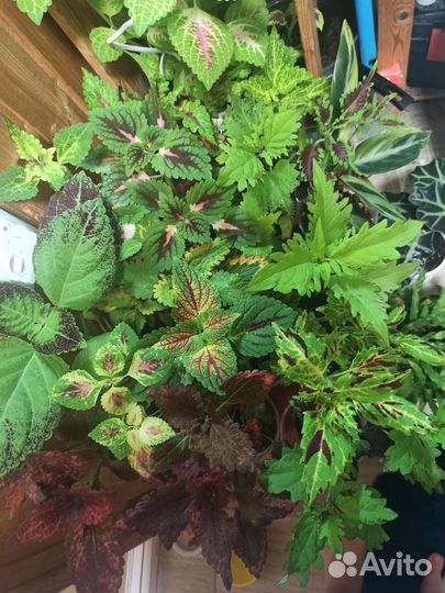 Набор вегетативных колеусов