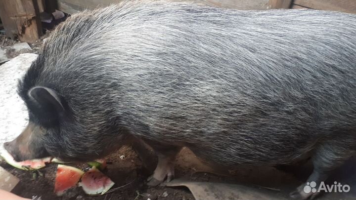 Вьетнамская вислобрюхая свинья