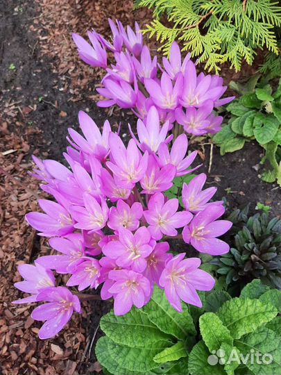 Безвременник осенний,луковицы