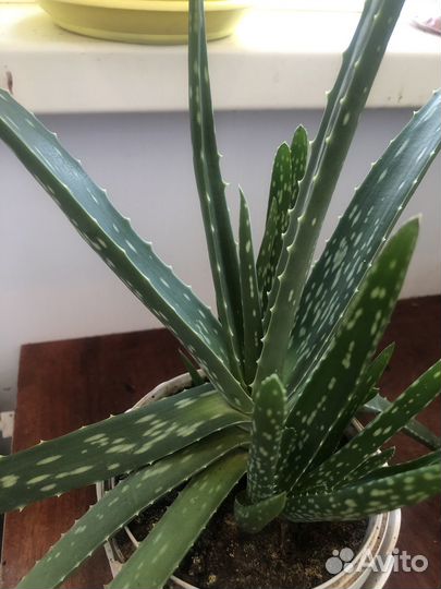 Алоэ вера(3,5г) для лечебных и косметических целей