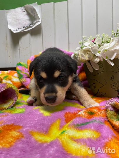 Щенок в добрые руки мальчик