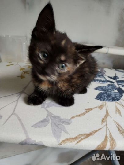 Котята отдам в добрые руки бесплатно