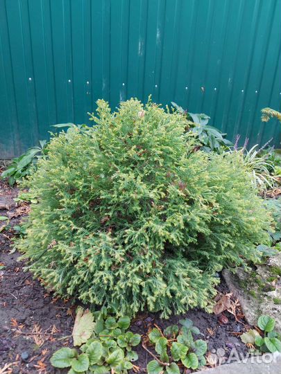 Хвойники, Медуница, Лилейник