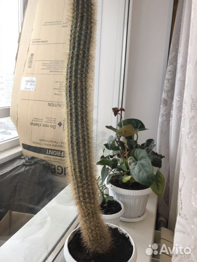 Большой кактус