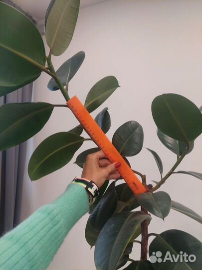 Фикус каучуконосный робуста эластика