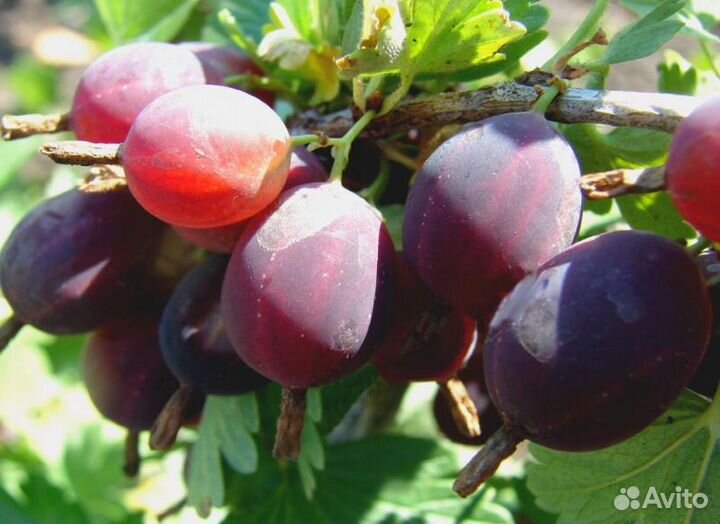 Саженцы ч/смородины, крыжовника