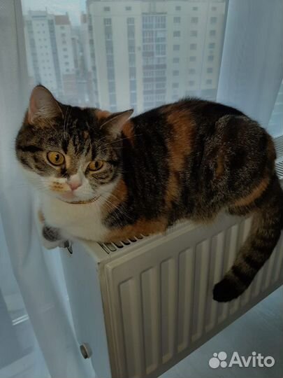 Кошечка британка