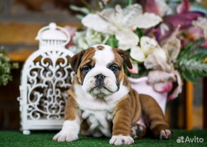 Щенки бульдога