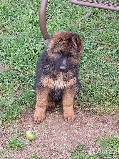 Немецкая длинношерстная овчарка