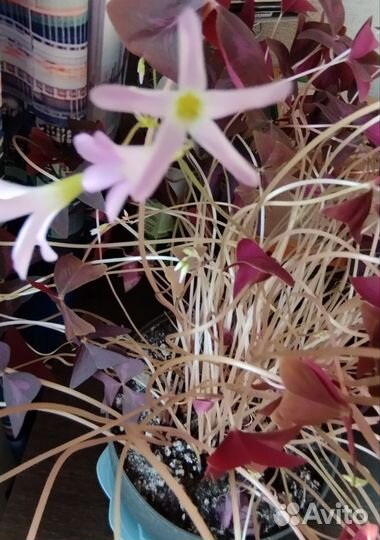 Хлорофитум 2 вида по 150 и Оксалис(кислица)