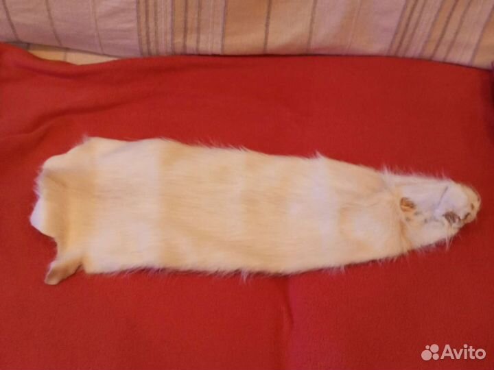 Шкура нутрии