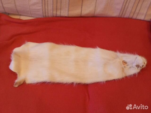 Шкура нутрии