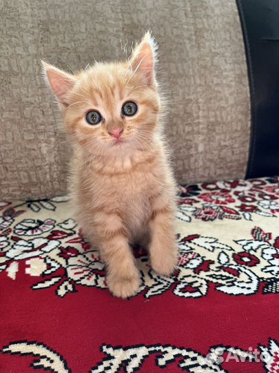 Рыжий котенок девочка