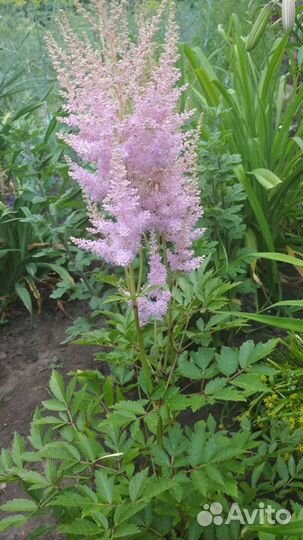 Астильба, мак декоративный