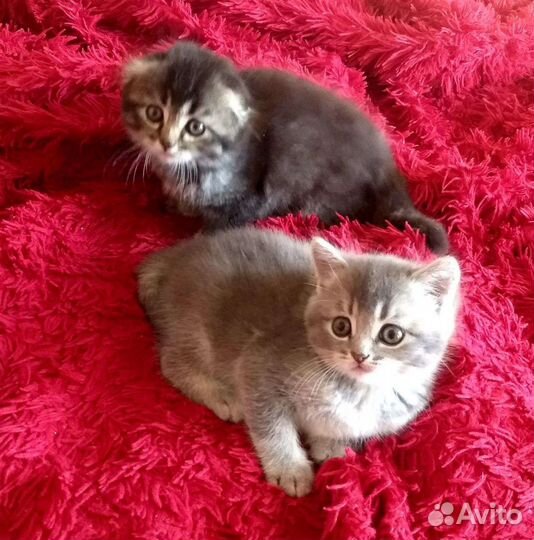 Шотландская