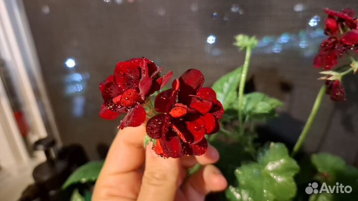 Гибискус, абутилон, герань