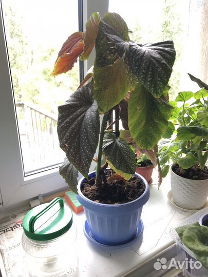 Цветы бесплатно