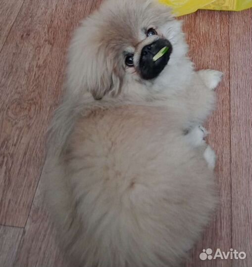 Вязка Пекинес