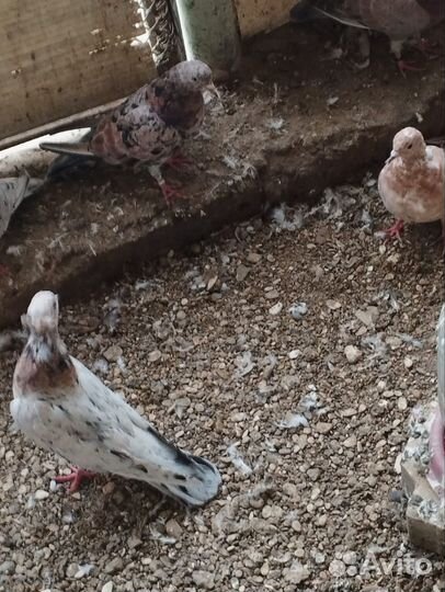 Продажные голуби