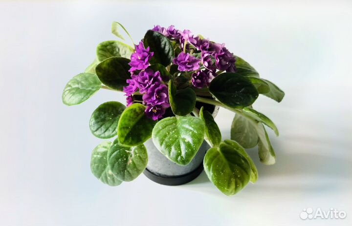 Фиалка фиолетовая, взрослое растение