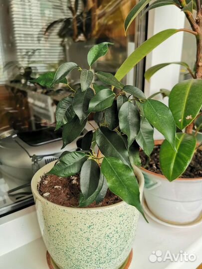 Комнатные цветы в глиняных горшках