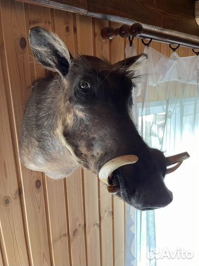 Чучело головы кабана