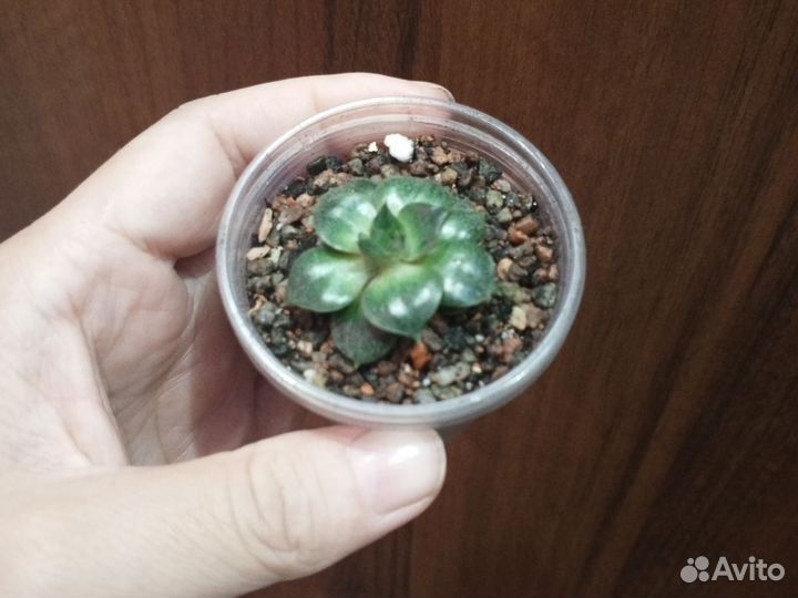 Суккуленты