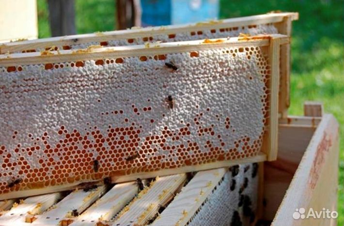 Мед натуральный алтайский опт минимально 16 кг