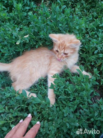 Отдам котика