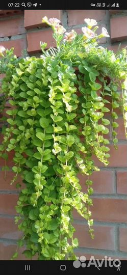 Вербейник монетчатый