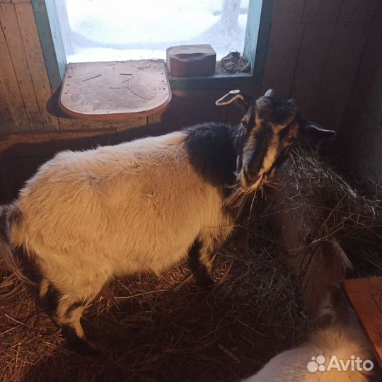 Продам козу