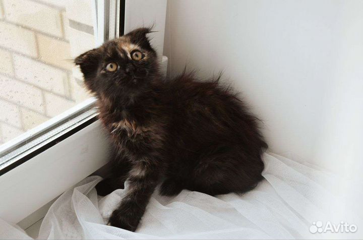 Котёнок метис вислоухой