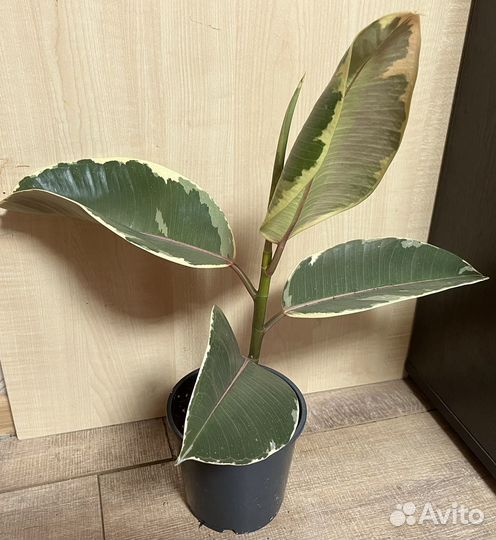 Фикус лирата, калатея дотти, стрелиция регина