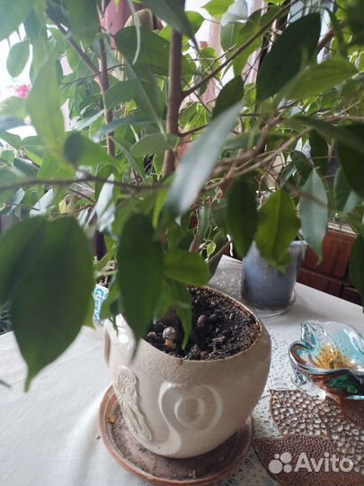 Фикус бенджамина большой