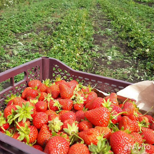 Рассада Клубника