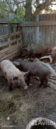 Поросята