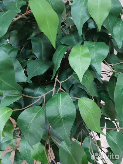 Искусственное дерево