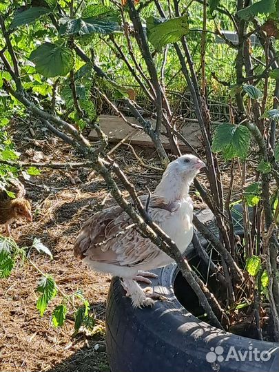 Куры молодки, цыплята