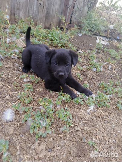 Щенки восточноевропейской овчарки
